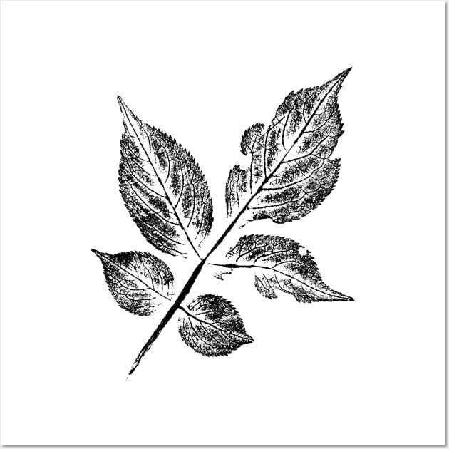 Leaf Elder (Sambucus) IMPRINT Wall Art by Nikokosmos